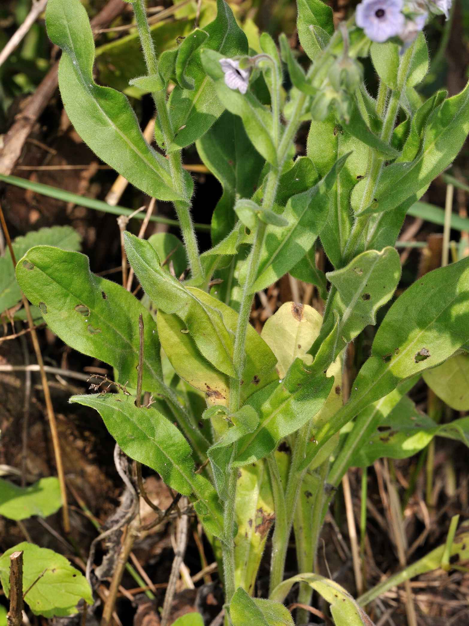 Cynoglossum creticum / Lingua di cane a fiori variegati